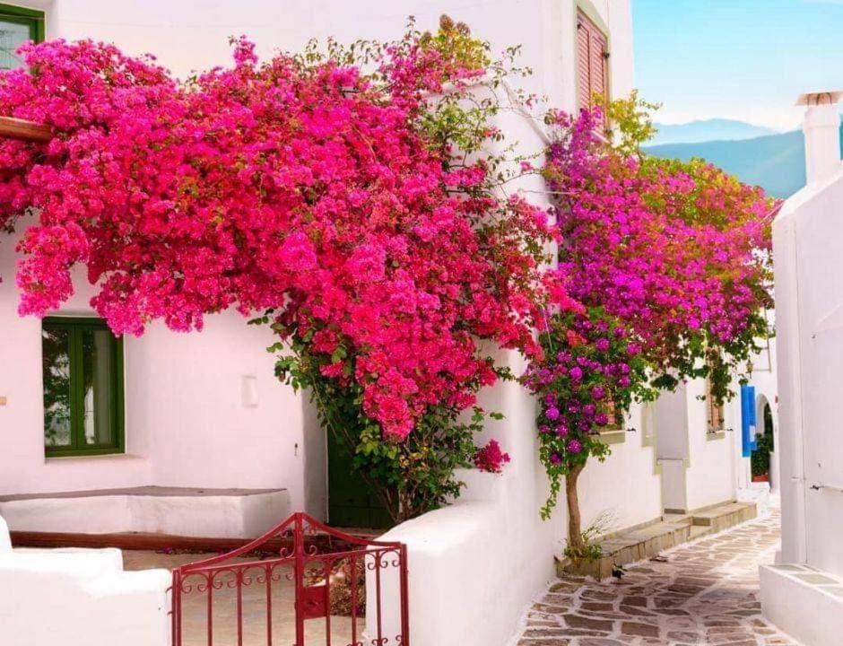 Apartment In Port ιι